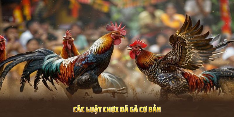 Tổng hợp các luật chơi đá gà cựa sắt cơ bản