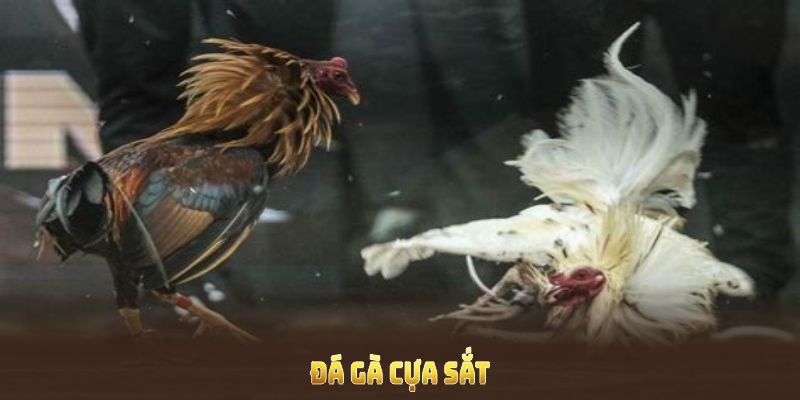 ảnh đại diện đá gà cựa sắt