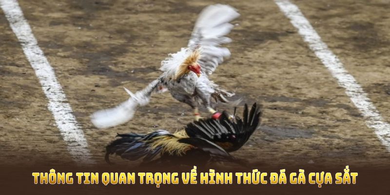 Các thông tin quan trọng về hình thức đá gà cựa sắt