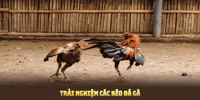 Trải nghiệm các kèo Đá gà sv388 với tỷ lệ trả thưởng ấn tượng